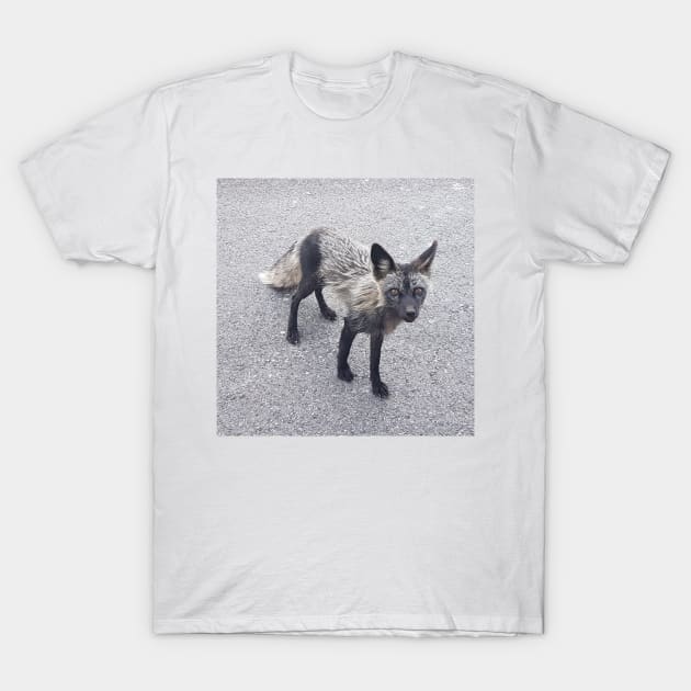 Silver Fox T-Shirt by EmilyBickell
